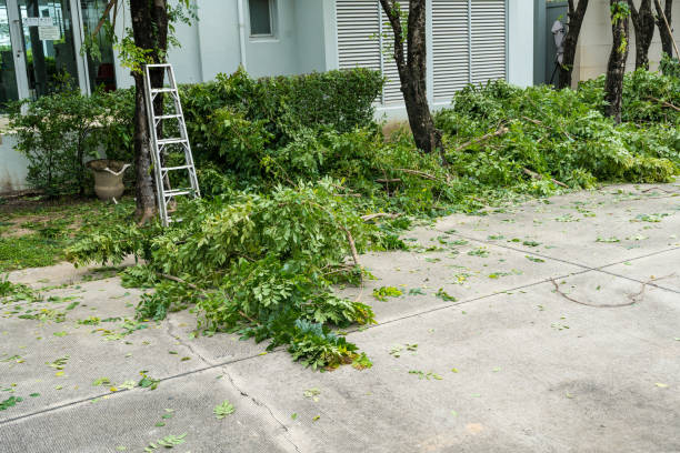 Best Arborist Services Near Me  in Ore City, TX